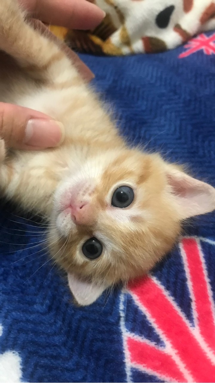 浪貓有家🐾