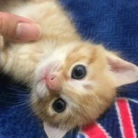 浪貓有家🐾