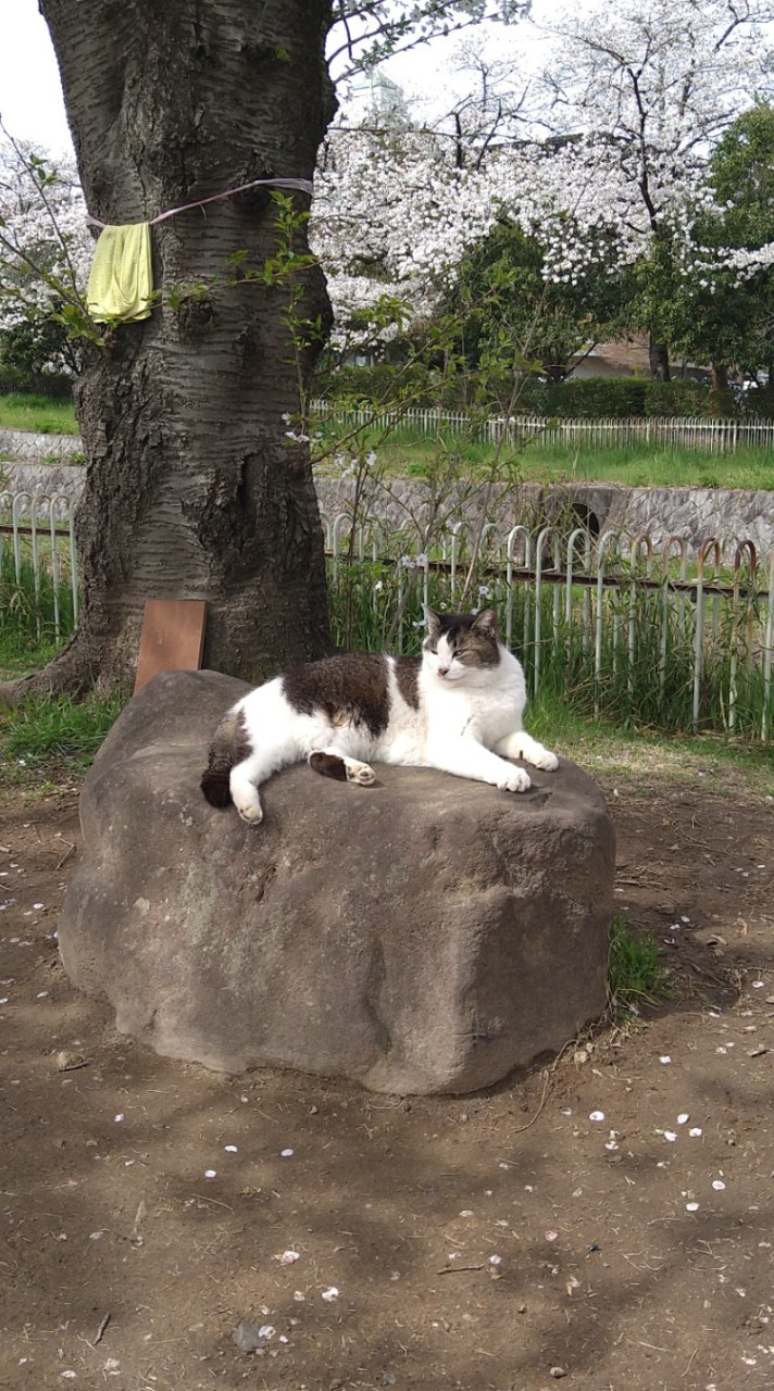 山梨と猫と私