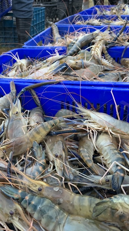 鳳西市場鮮魚活蝦專賣（進吉水產泰國蝦）