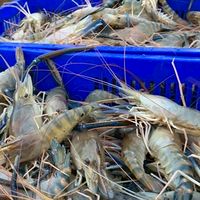 鳳西市場鮮魚活蝦專賣（進吉水產泰國蝦）