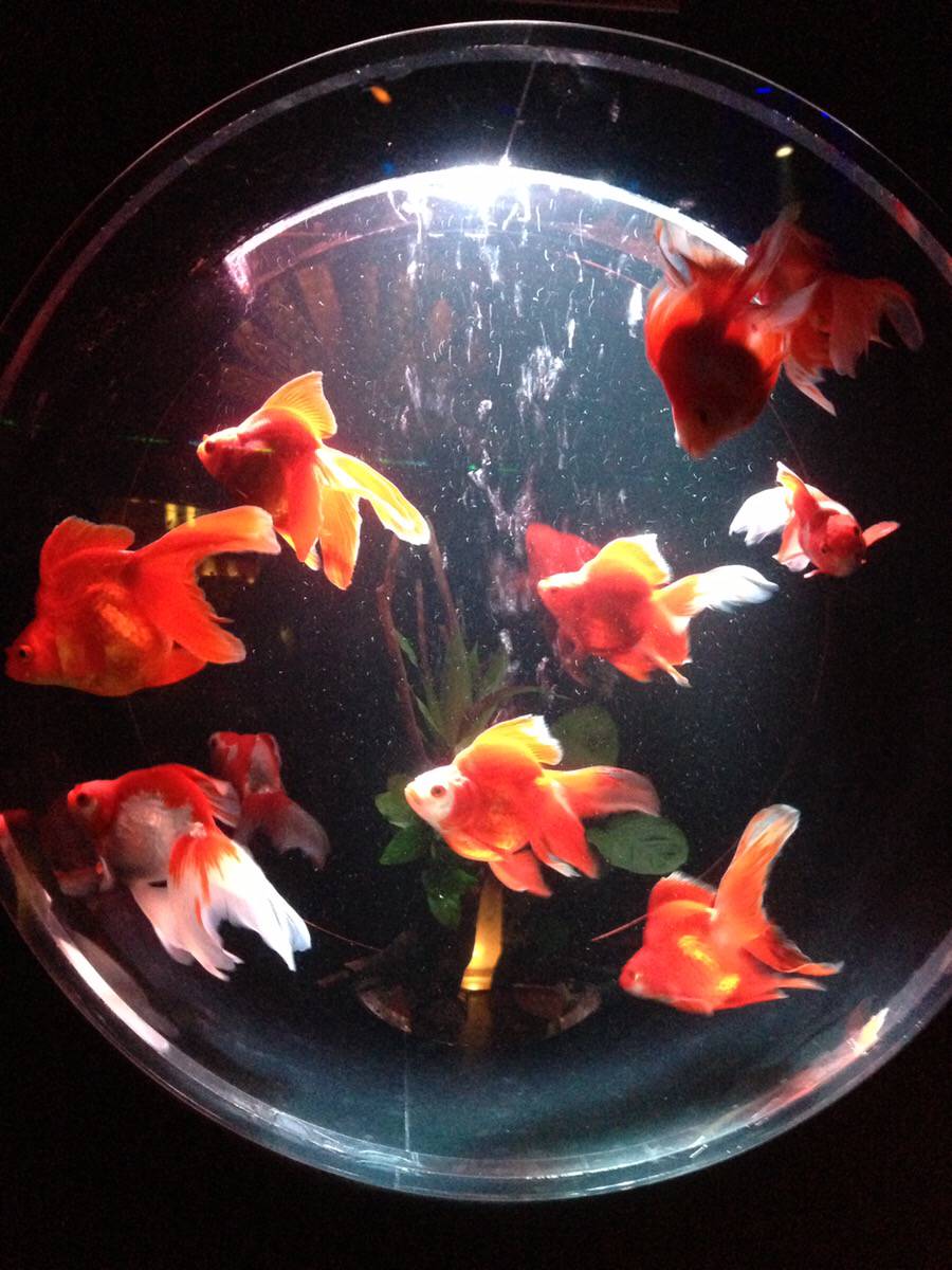 東京 夏之風物詩ー 金魚 Art 玩趣 穿越古今來場童心未泯江戶風格的旅日遊 旅色 Line Today