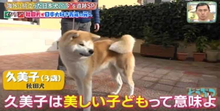 イタリアで暮らす秋田犬の赤ちゃんの旅立ちに密着 テレ東プラス