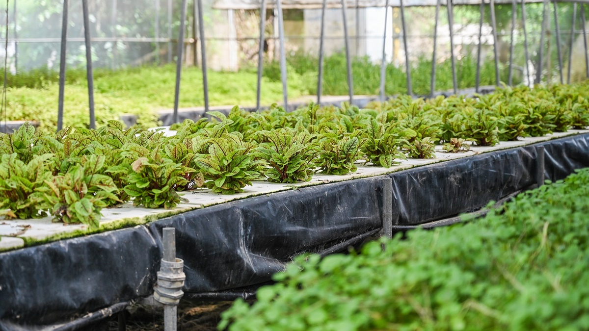 體驗全台唯一「海牛採蚵」！彰化芳苑１日遊必訪６亮點，海鮮控爽吃烤蚵大餐