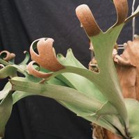 【 植鹿農場｜養鹿不迷路，植鹿陪你顧 】