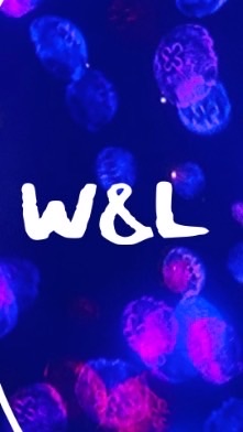 W&L 批發代購