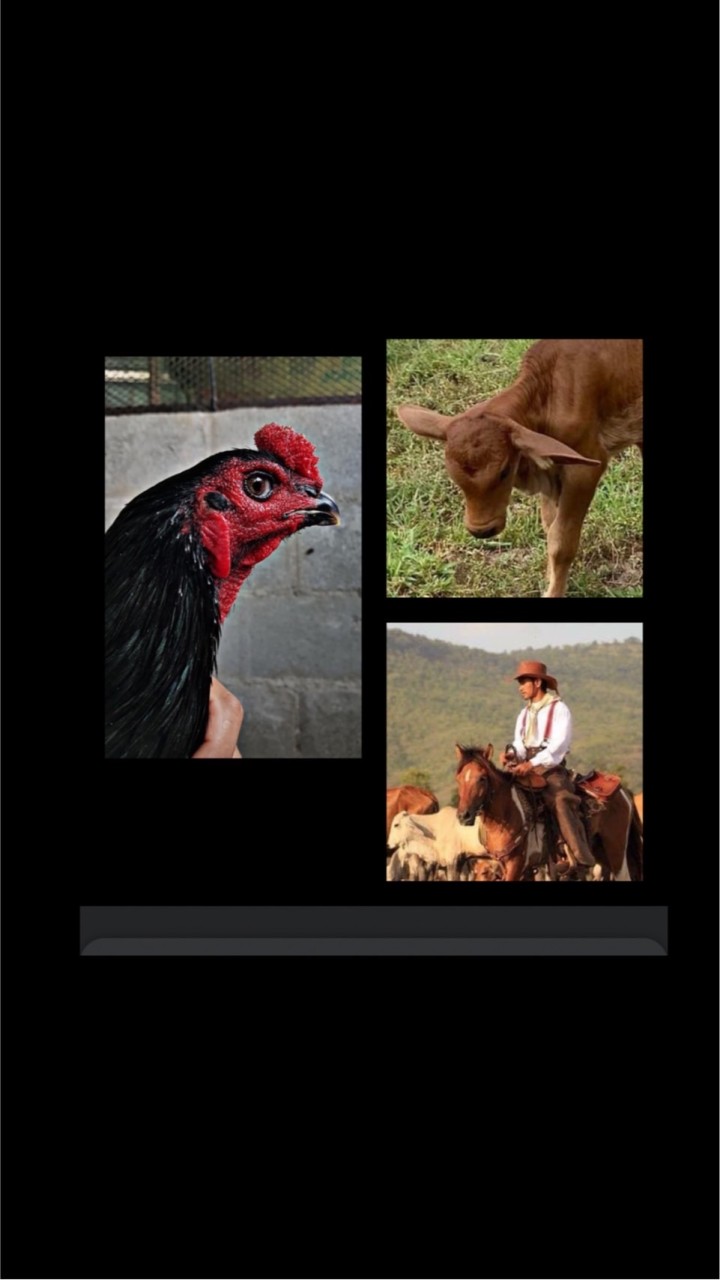 Cowboy Ranger Farm & ซุ้ม ต.ไชยเดช