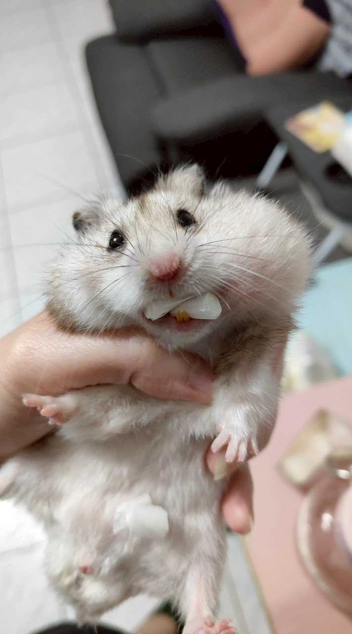 咩醬王國鼠食工作室