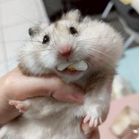 咩醬王國鼠食工作室