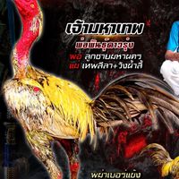 ซุ้ม ลูกไทญ้อ ฟาร์ม (อุดรธานี)🇹🇭🐓🐉