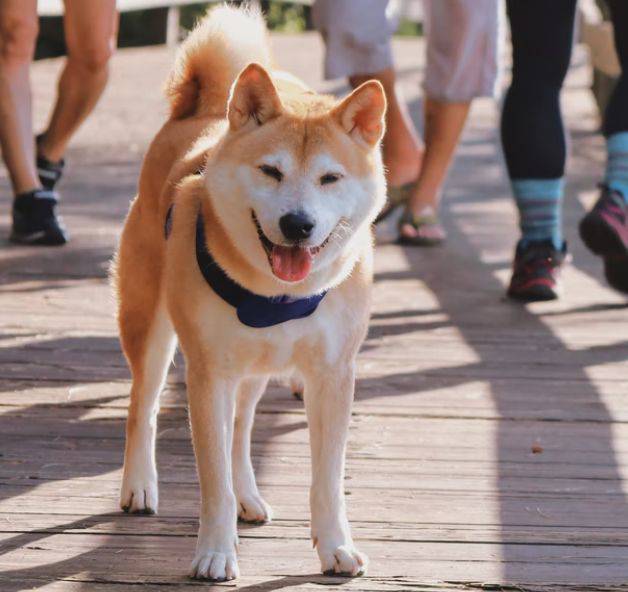 為何台灣人超愛養柴犬 理由網認了 Nownews 今日新聞 Line Today