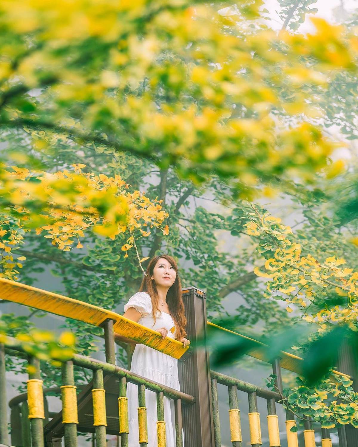 南投最美「銀杏森林」！破20萬坪堪稱「東南亞最大」，搭夕陽雲海如人間仙境