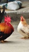 ไก่เเจ้ By: เเม่ศรีเรือน