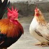 ไก่เเจ้ By: เเม่ศรีเรือน