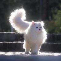 雅的群❤️
