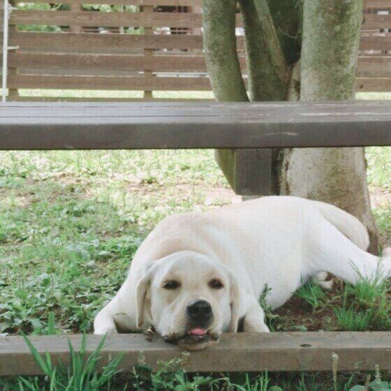 生きたセミを食べた ゾッとする犬の行動を獣医師が解説