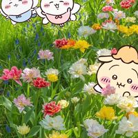 吉伊卡哇♪聚集小天地☔︎