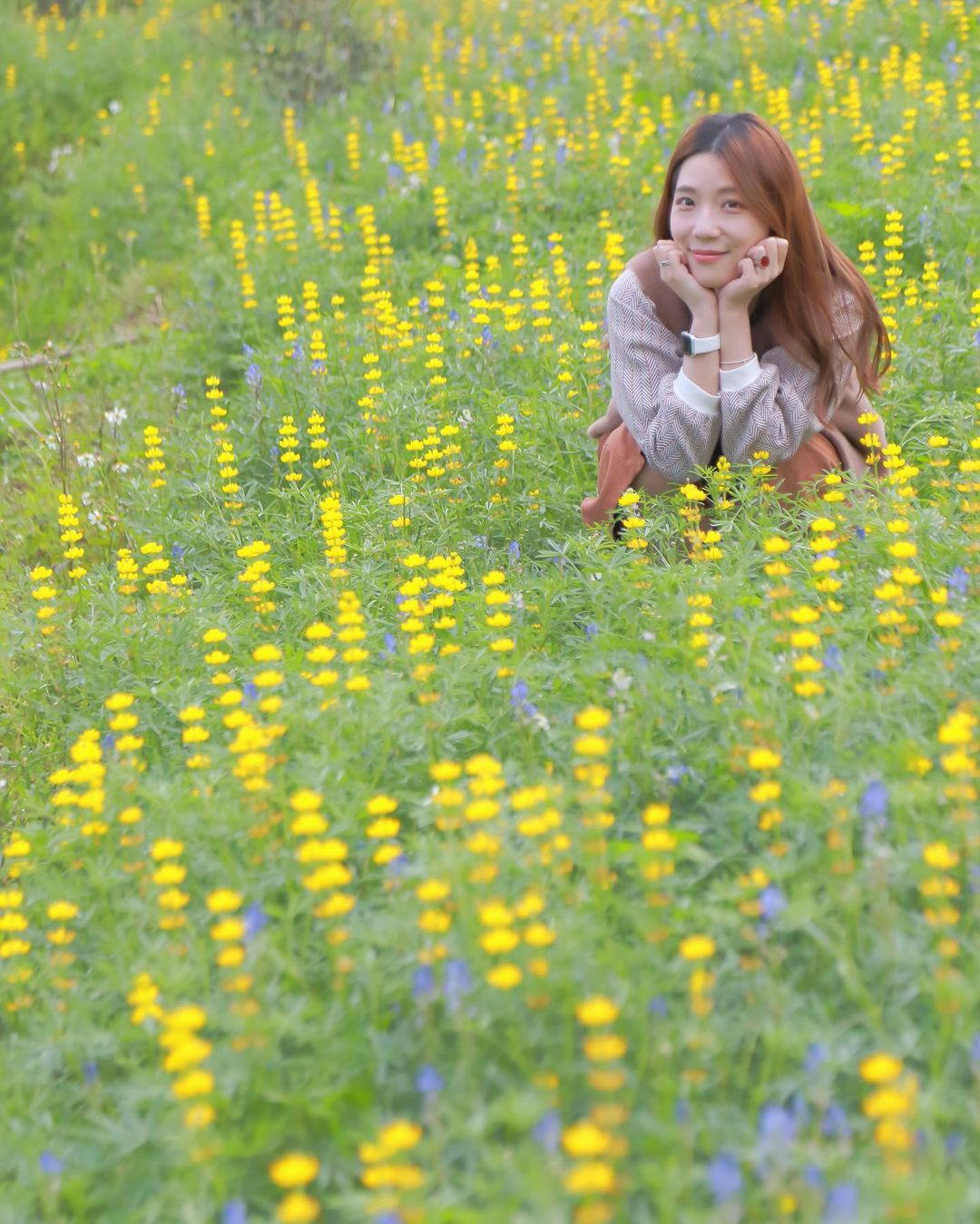 台北登山步道-貓空樟樹步道魯冰花