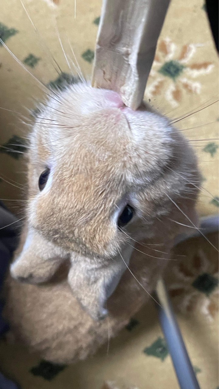 搗灰大進擊