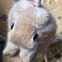 搗灰大進擊