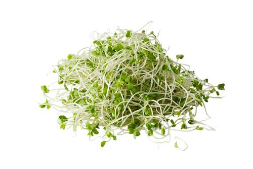 ウイルス感染抑制に 免疫力を高める野菜 ブロッコリースプラウト に注目