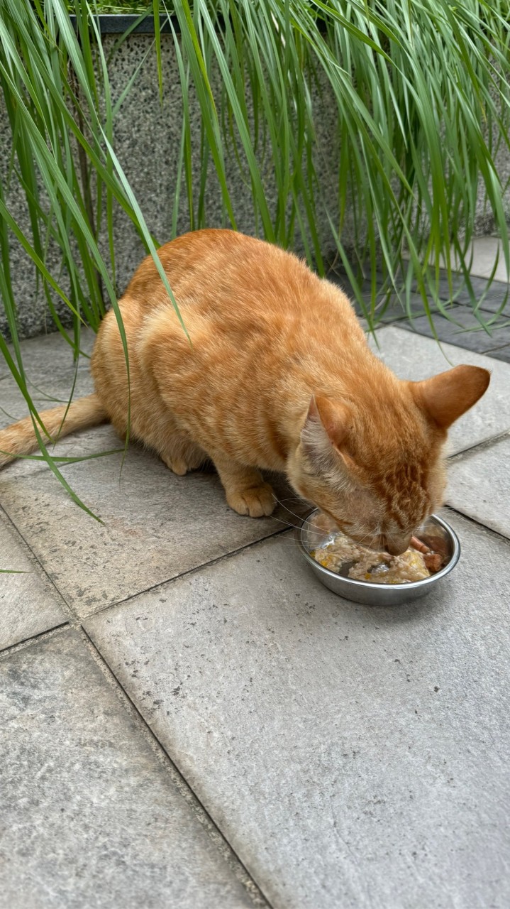 喵星人派對🐈‍⬛
