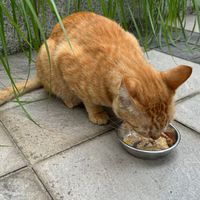 喵星人派對🐈‍⬛