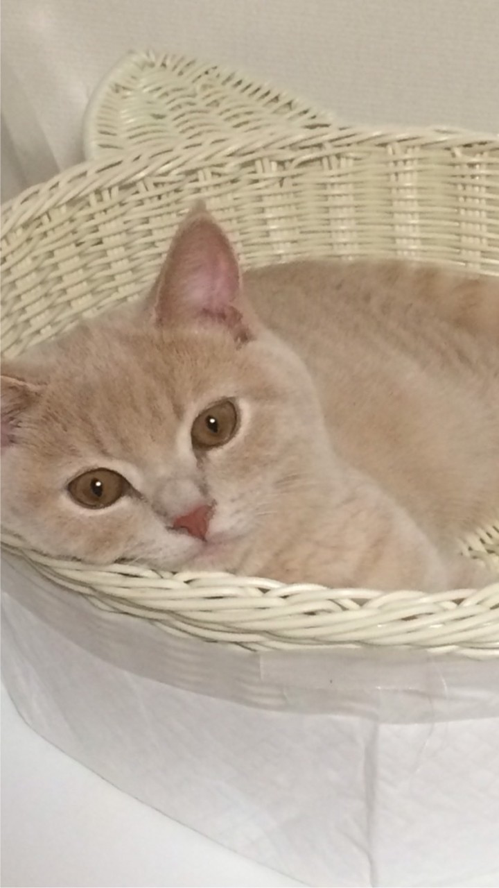 飼い猫自慢・悩み・猫雑談