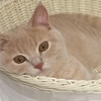 飼い猫自慢・悩み・猫雑談