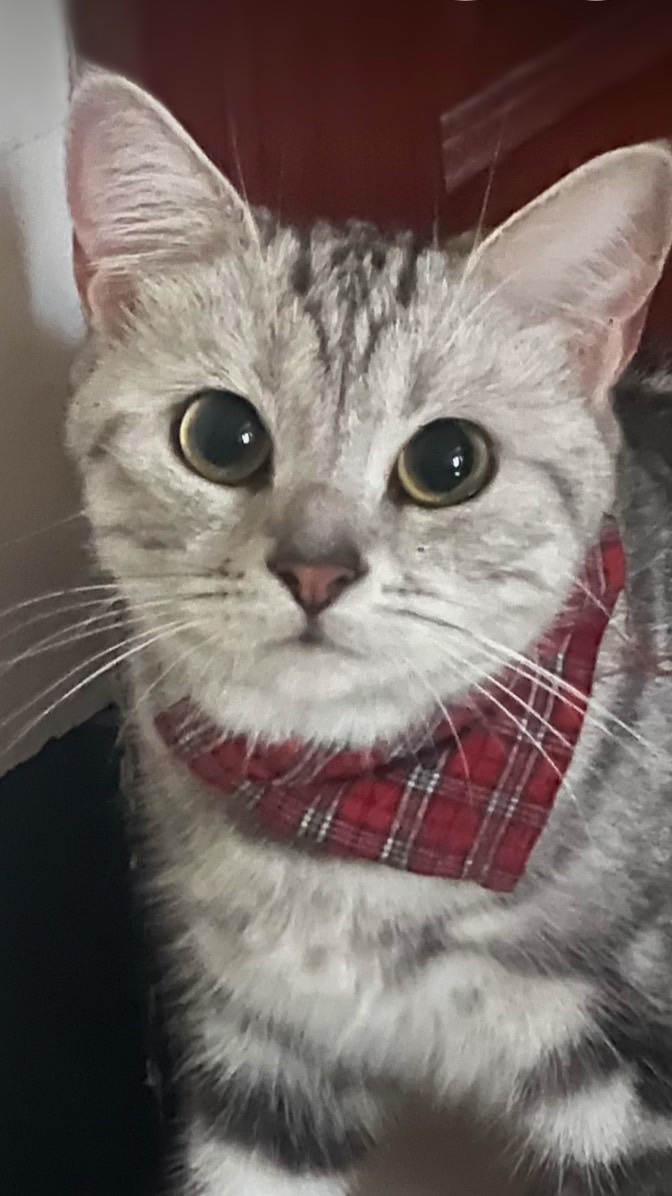 小咪歡樂送