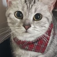 小咪歡樂送