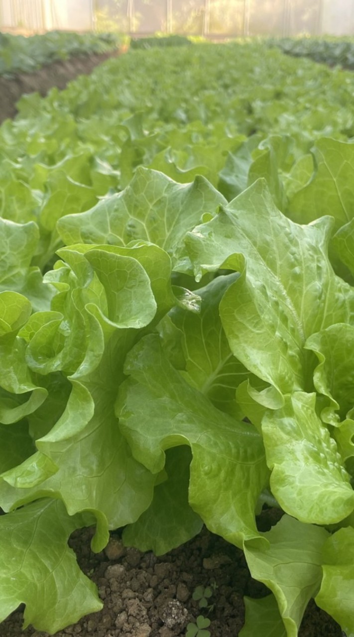 菁食綻x台南東區好康好吃團購所