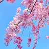 ✾独り言✾