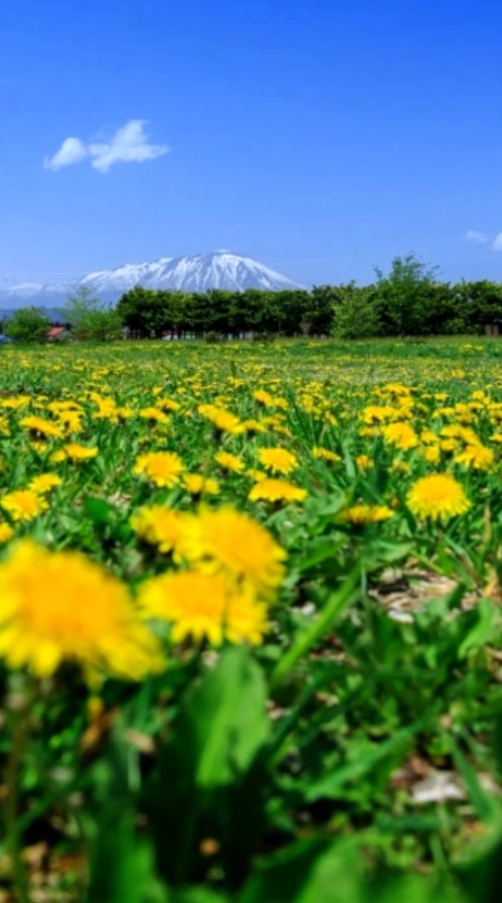 🌼アドライフ🌼たんぽぽ畑🧚‍♀養成所G