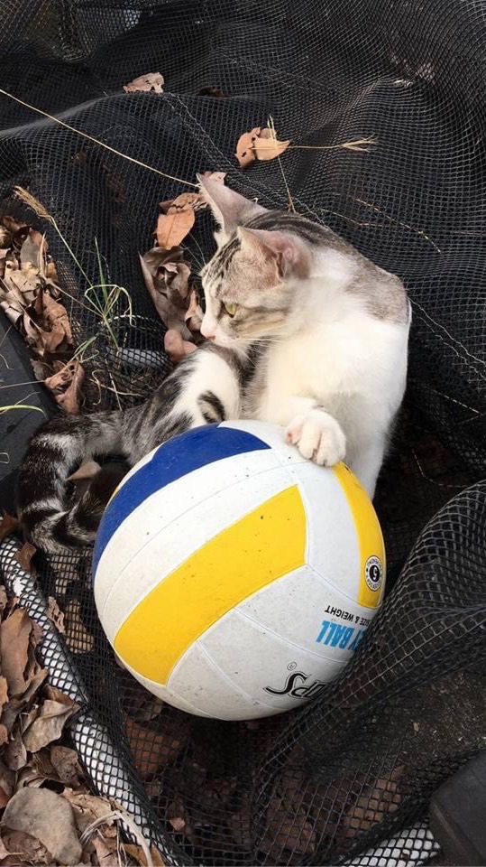 屏東廣興🏐排球練習團（新手友善）