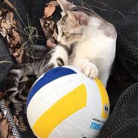 屏東廣興🏐排球練習團（新手友善）