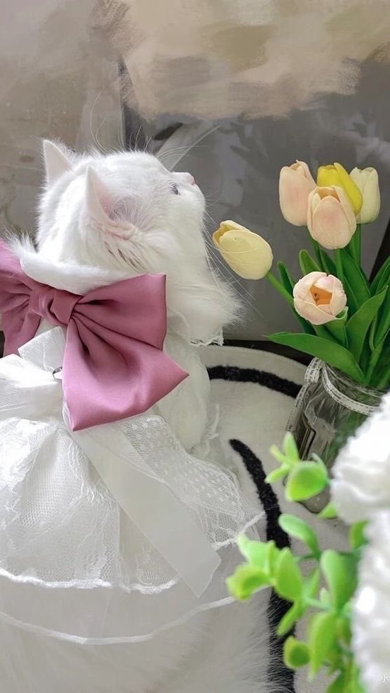 ♡‧₊˚𝐁𝐢𝐨 𝐜𝐮𝐭𝐞 𝐛𝐲 𝐰𝐚𝐰𝐚🐇‧₊˚✧