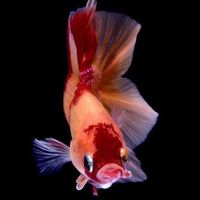 ซื้อ-ขาย BETTA TH.🇹🇭📣