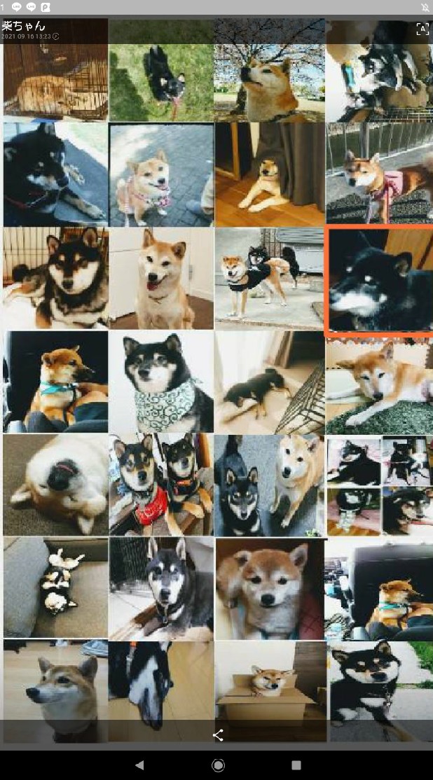 柴犬の部屋!😊😊