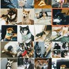 柴犬の部屋!😊😊