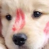 คุยเล่น\หาเพื่อน\แลกฟอล\ปล่อยของ