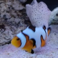 品融的技術討論群組