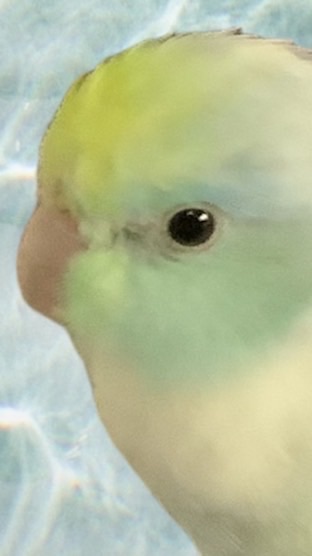 Diamond Bird group