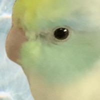 Diamond Bird group