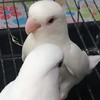 >>Phoenix Farm<< จำหน่ายนกสวยงาม