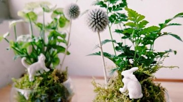 不用花盆也能種植！療癒系苔球植栽超好照顧！