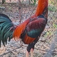 ไก่ชนแข้งหน้า พัฒนา