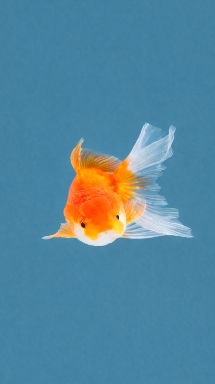 魚友真心話