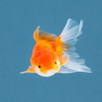 魚友真心話