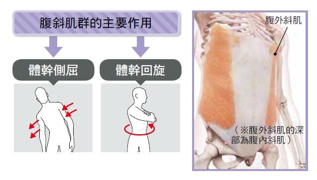 性感人魚線不是夢 側腹 鍛鍊的3個黃金健身動作教學 Line購物